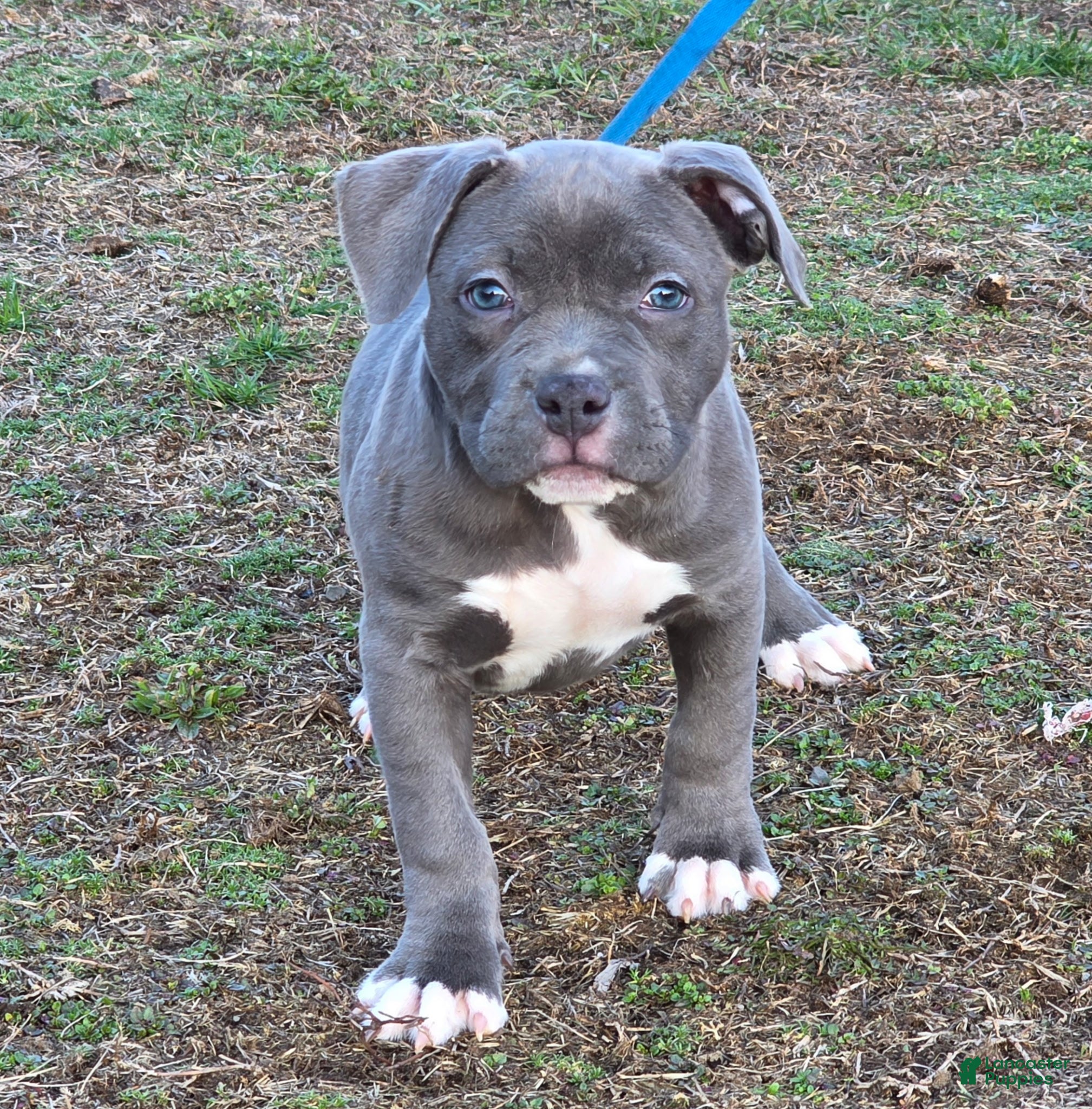 American Bully dogs Trixie - Ad 1