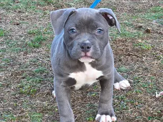American Bully dogs for sale: Trixie - Ad 1