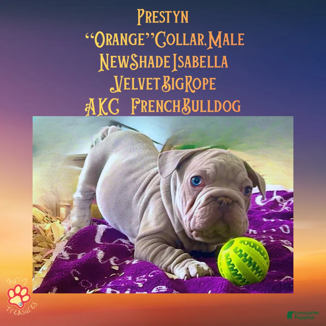 French Bulldog dogs for sale: Prestyn “Orange” Collar Male - Ad 1