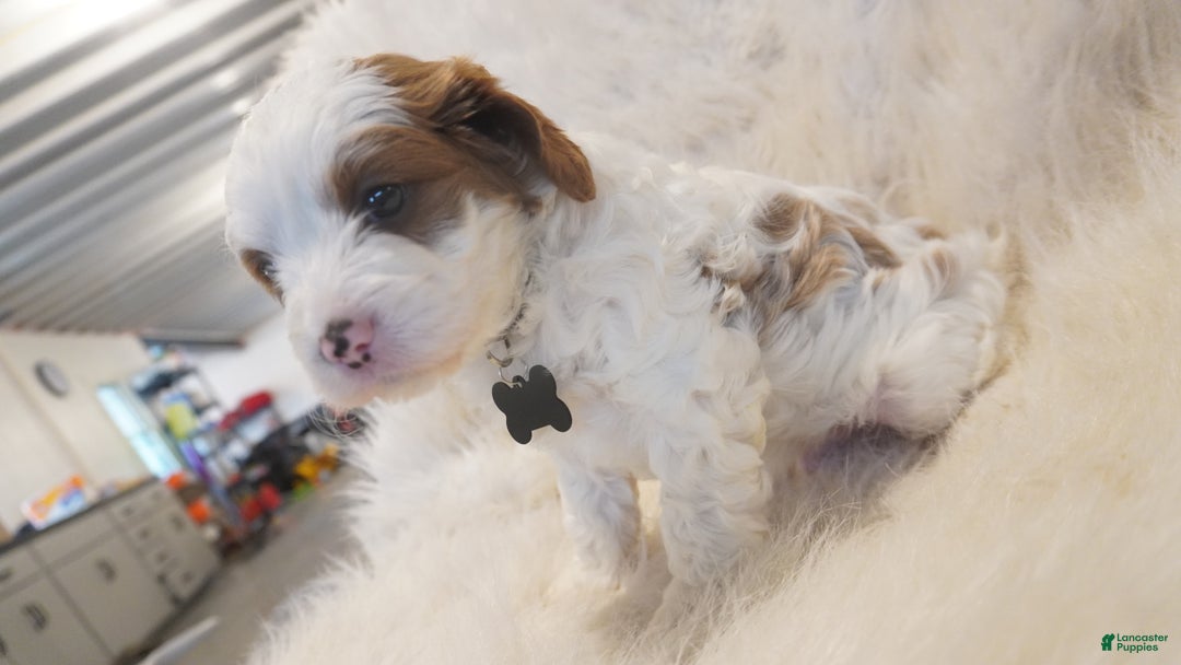 Cavapoo dogs for sale: Snowy  - Ad 9
