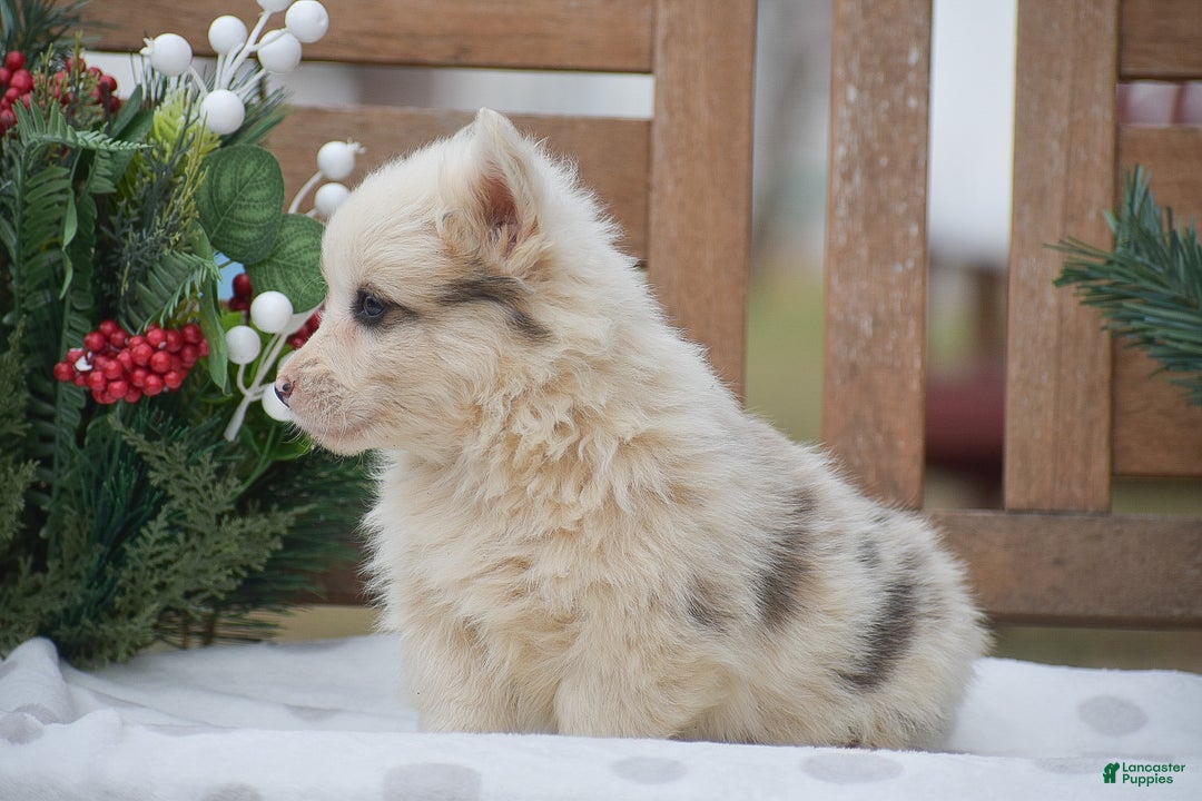 Welsh Corgi Pembroke dogs for sale: Maaleck - Ad 7