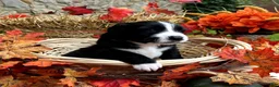 Mixed Breed dogs for sale: Millie - Ad 3