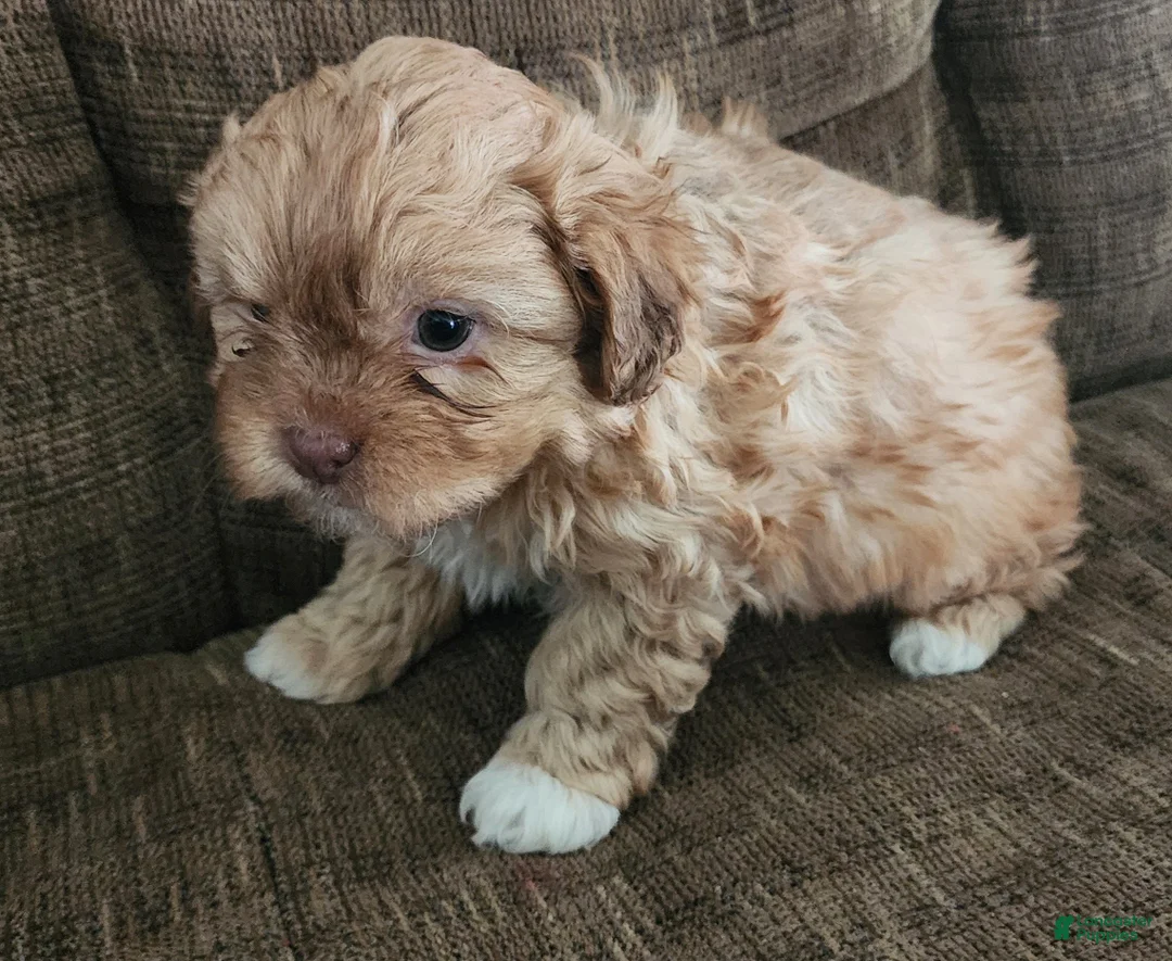 Shihpoo dogs for sale: HADES - Ad 3