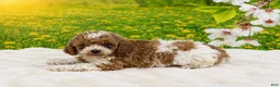 Miniature Poodle dogs for sale: Teddy - Ad 3