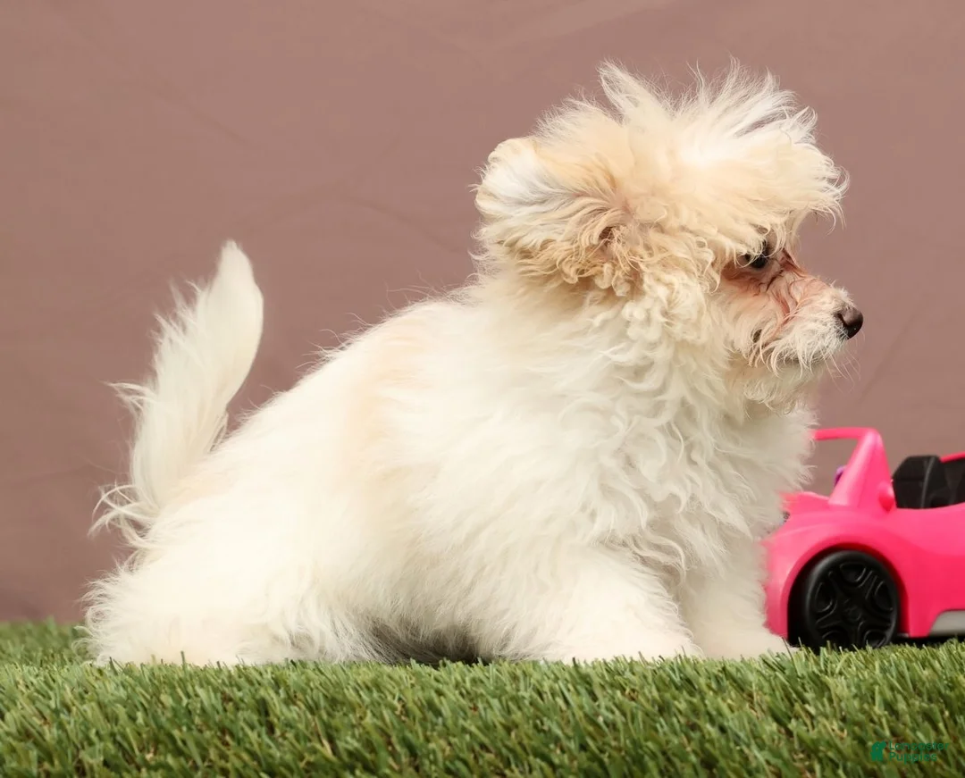 Teddy Bear dogs for sale: Quinn - Ad 4