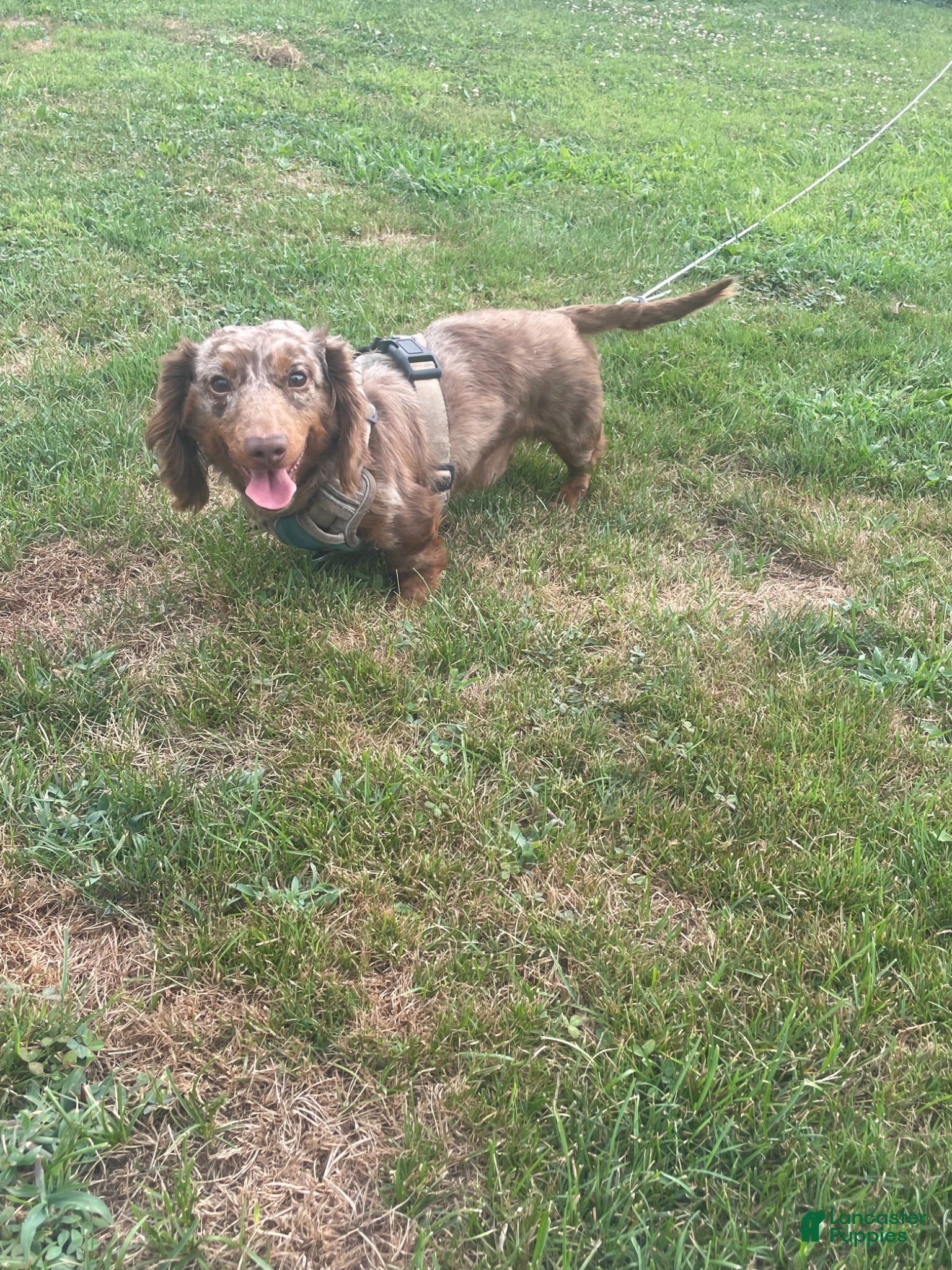 Dachshund dogs Dachshund 1 - Ad 36