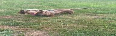 Dachshund 1