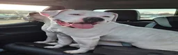 American Bulldog dogs for sale: Diesel  - Ad 5