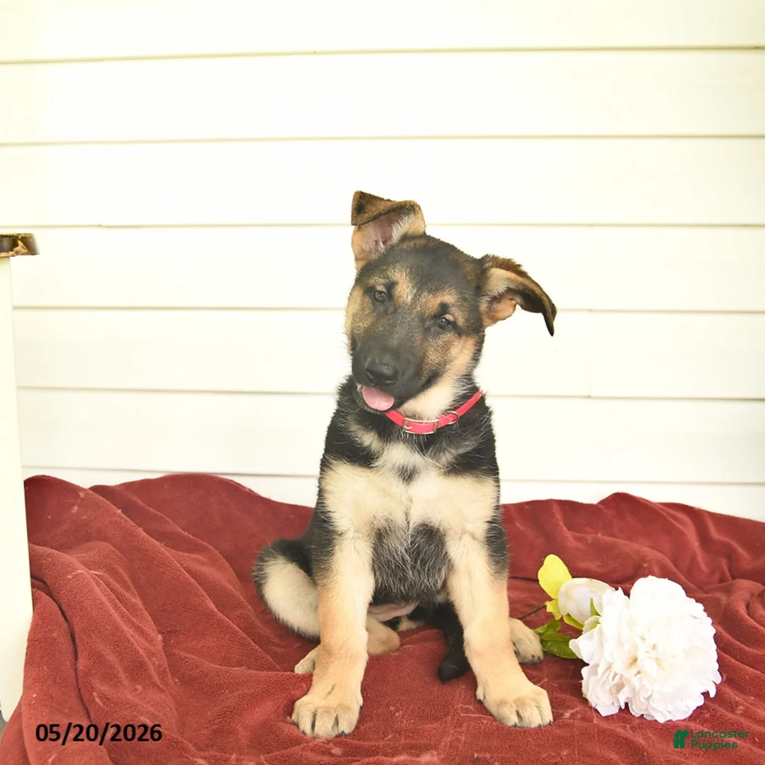 German Shepherd dogs for sale: Cocoa  - Ad 1