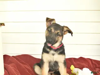 German Shepherd dogs for sale: Cocoa - Ad 2