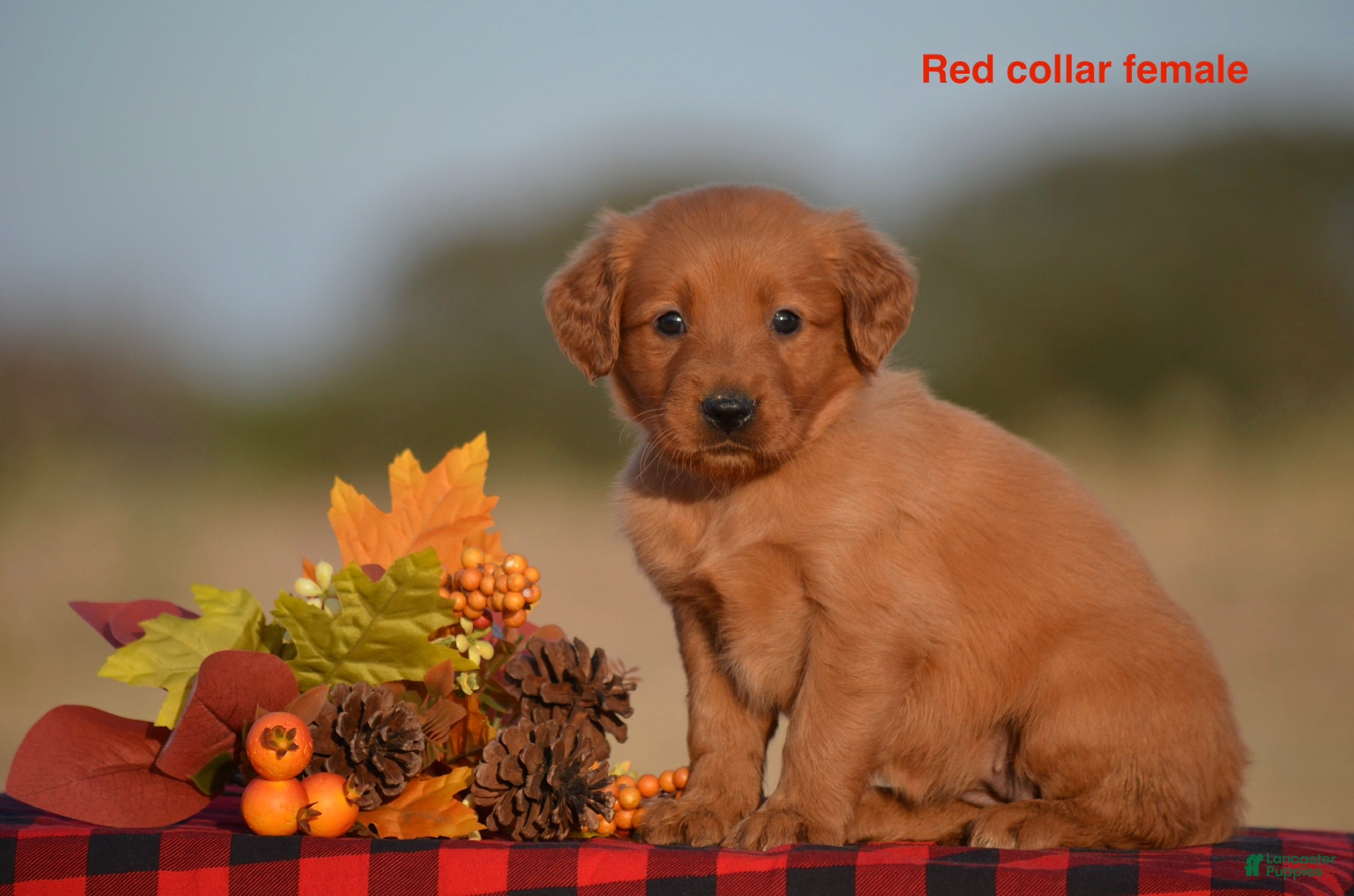Golden Retriever dogs Kristy - Ad 2