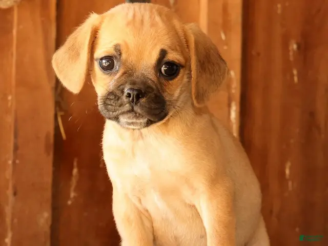 Puggle dogs for sale: GiGi - Ad 1