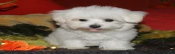 Maltese dogs for sale: Stumpy - Ad 3