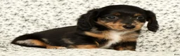 Miniature Dachshund dogs for sale: Tucker - Ad 4