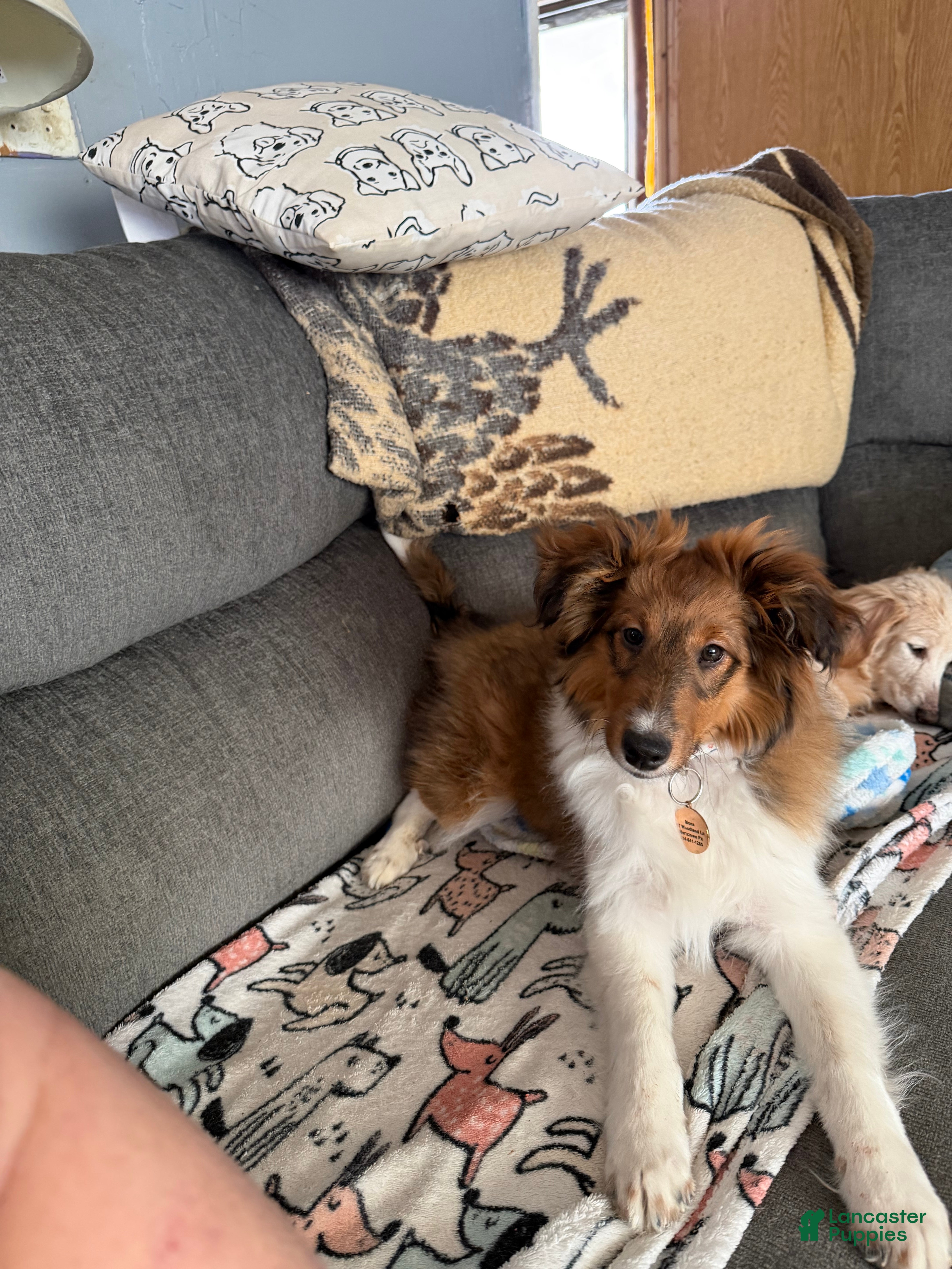 Shetland Sheepdog dogs Shetland Sheepdog Puppy 1 - Ad 2