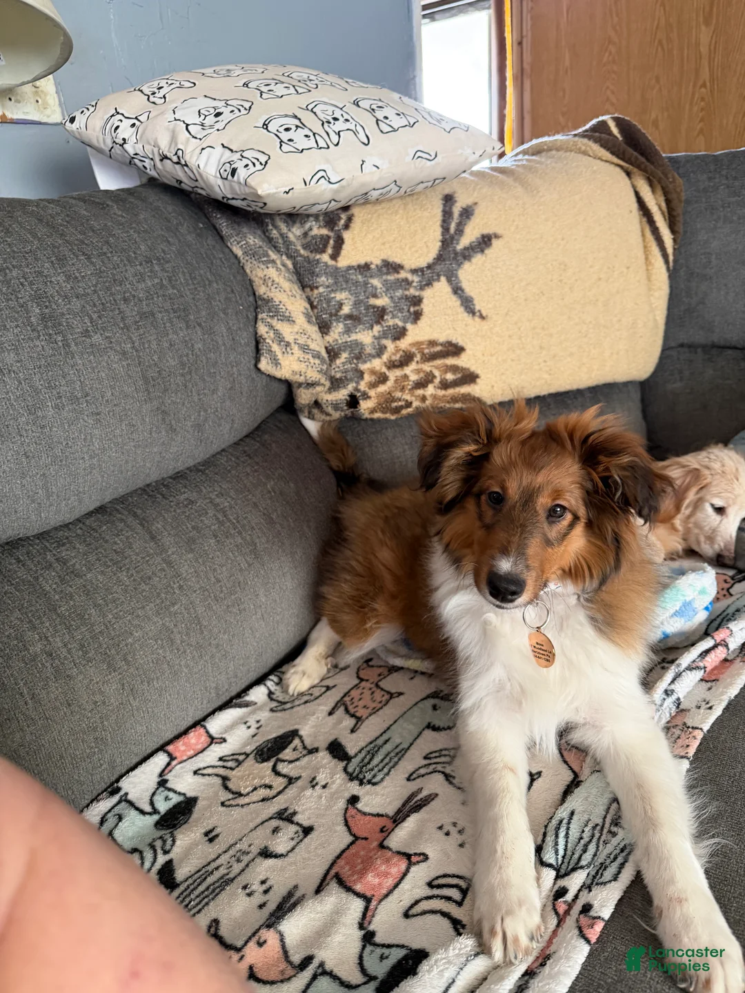 Shetland Sheepdog dogs for sale: Shetland Sheepdog Puppy 1 - Ad 2