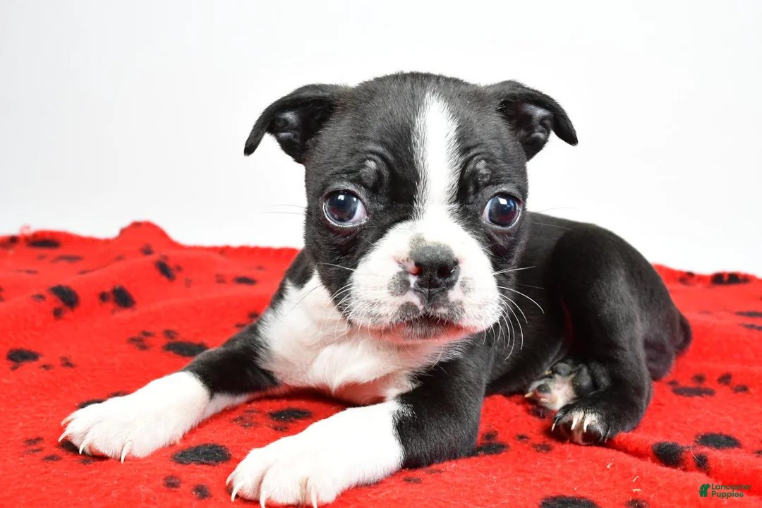 Boston Terrier dogs for sale: Piper - Ad 10