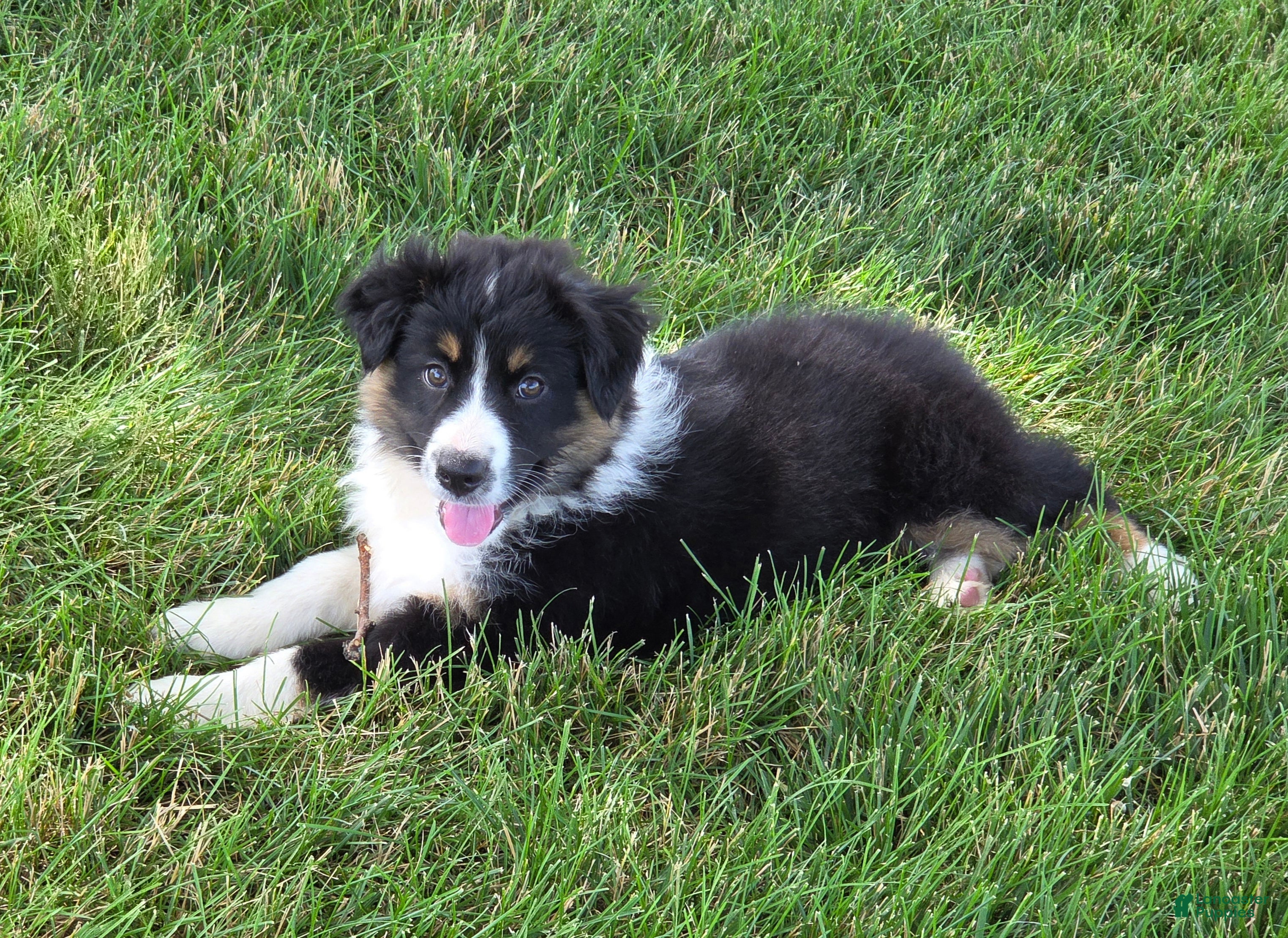 Australian Shepherd dogs Anika Star - Ad 1