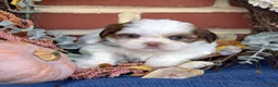 Shih Tzu dogs for sale: Twinkle - Ad 1