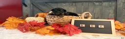 Yorkshire Terrier dogs for sale: Yorkshire Terrier 2 Silver collar - Ad 1