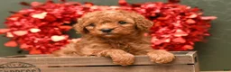 Cavapoo dogs for sale: Max - Ad 1