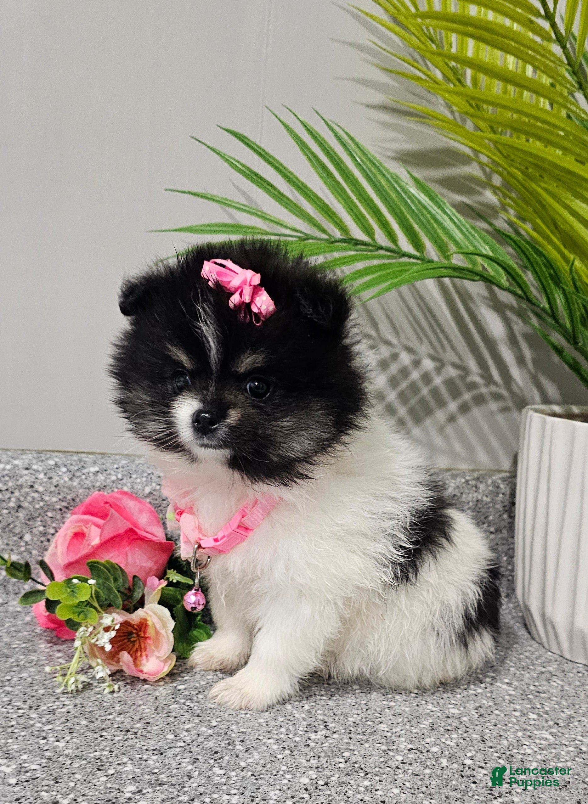 Pomeranian dogs Roxie  - Ad 29