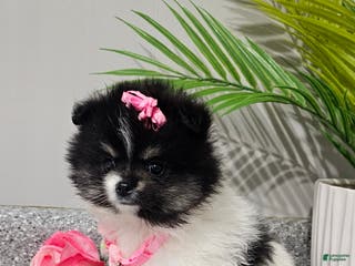 Pomeranian dogs Roxie - Ad 33