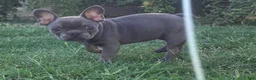 French Bulldog dogs for sale: French Bulldog 1 - Ad 3