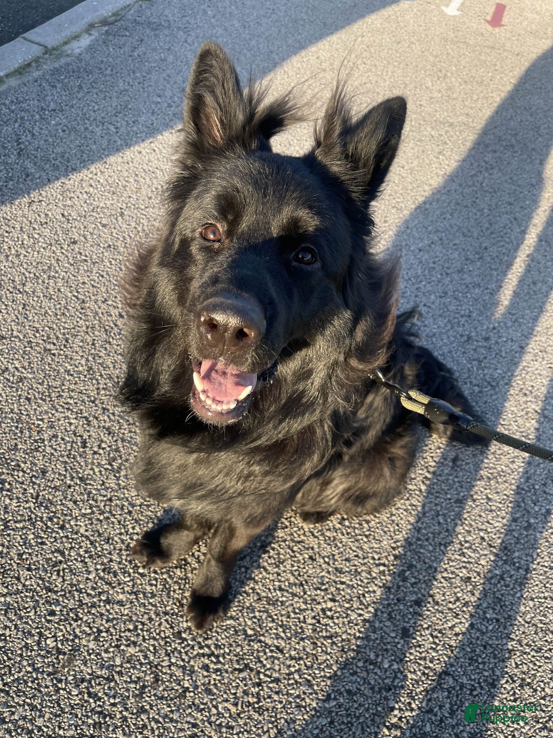 German Shepherd dogs for stud: German Shepherd 1 puppies - Ad 7