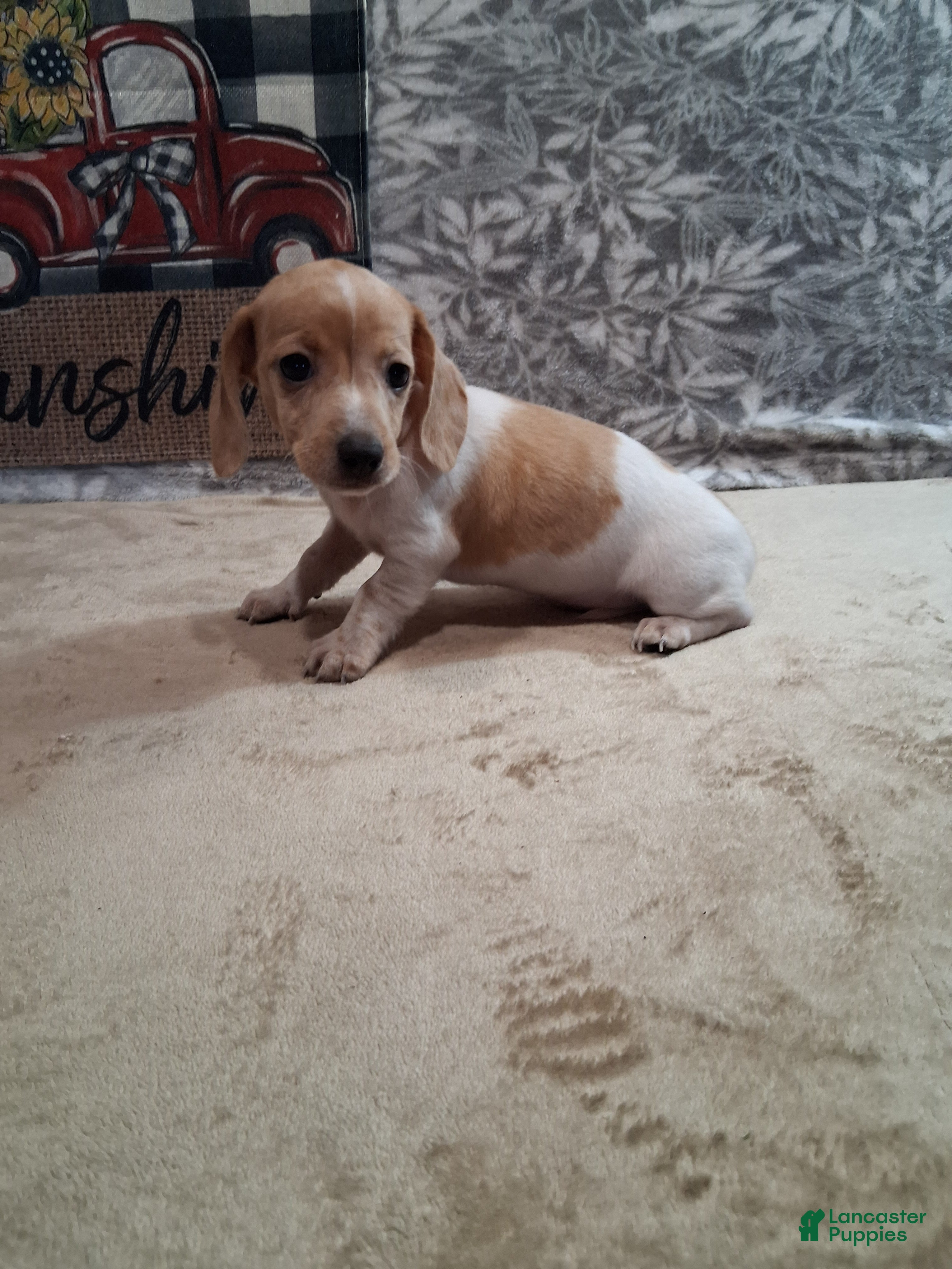 Miniature Dachshund dogs Hammy - Ad 2