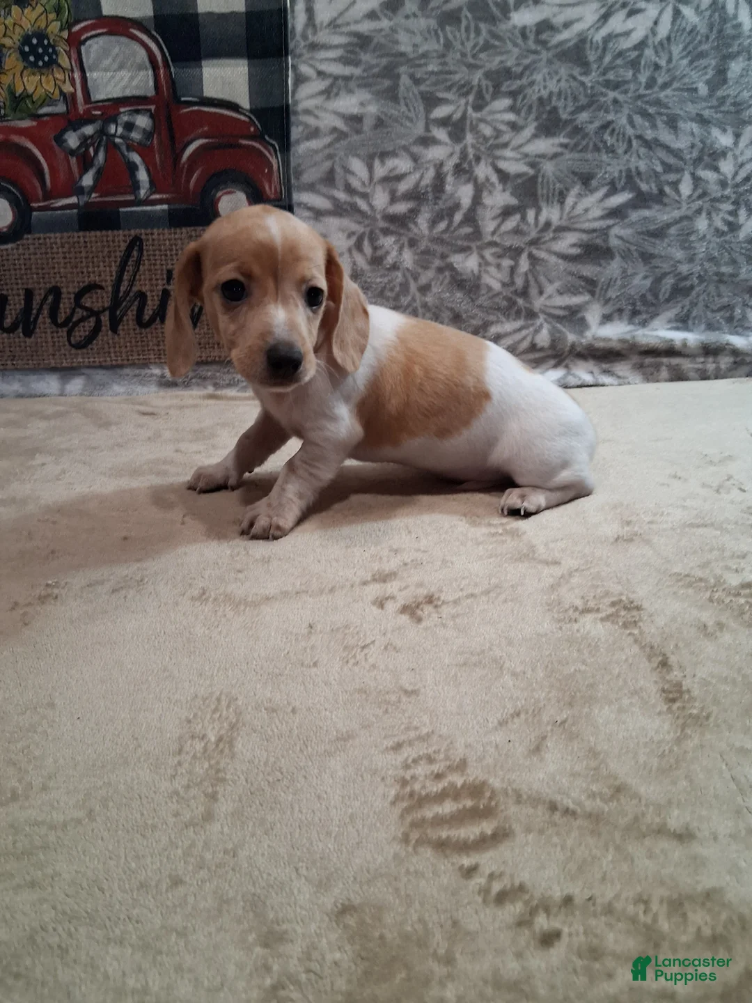 Miniature Dachshund dogs for sale: Hammy - Ad 2