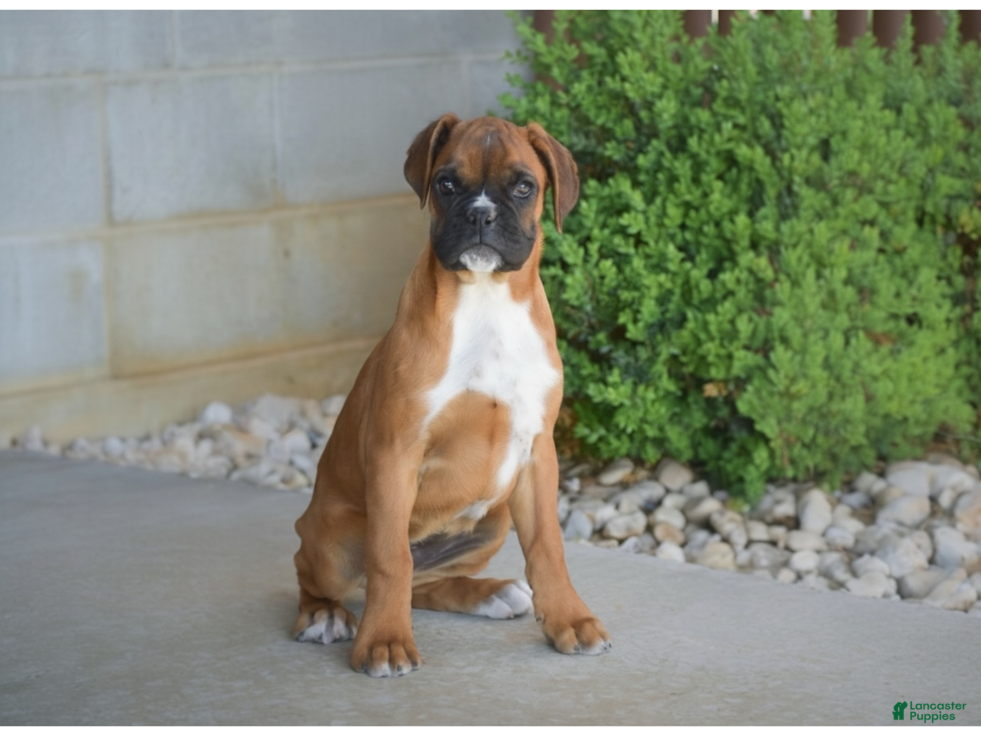 Boxer dogs for sale: Gigi - Ad 1