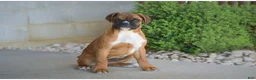 Boxer dogs for sale: Gigi - Ad 1