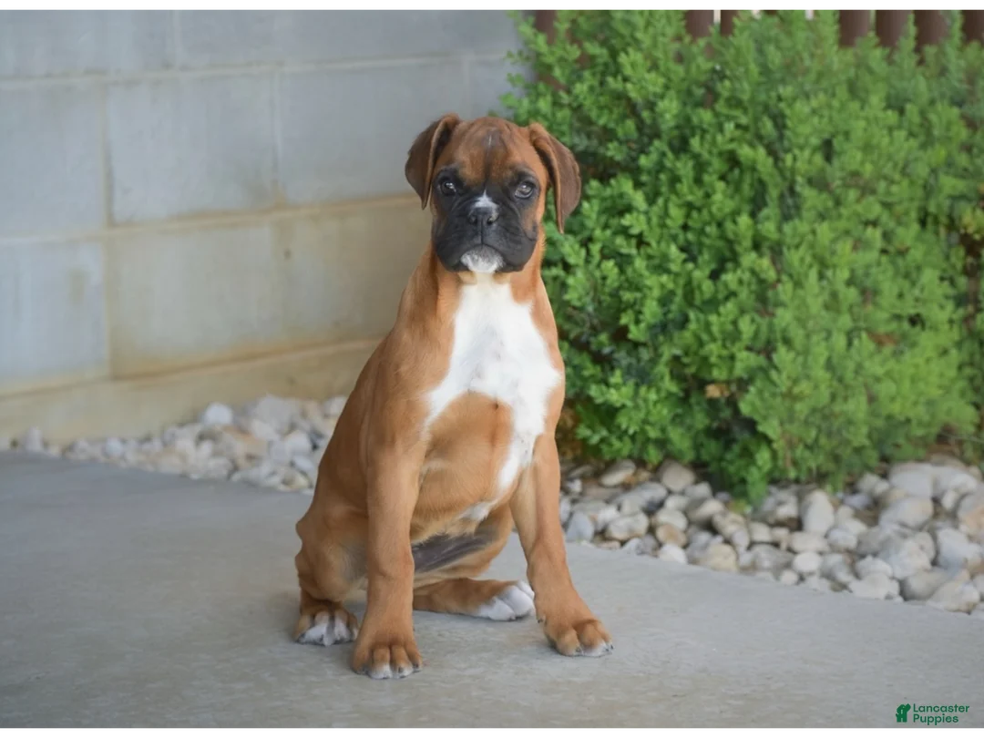 Boxer dogs for sale: Gigi - Ad 1