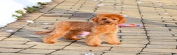Cavapoo dogs for sale: Beauty  - Ad 1