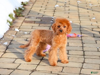Cavapoo dogs Beauty - Ad 22
