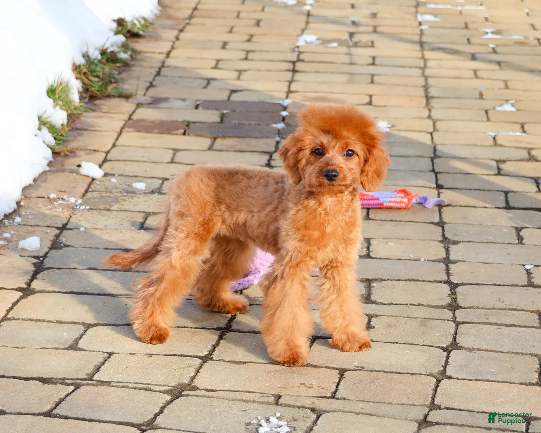 Cavapoo dogs for sale: Beauty  - Ad 15
