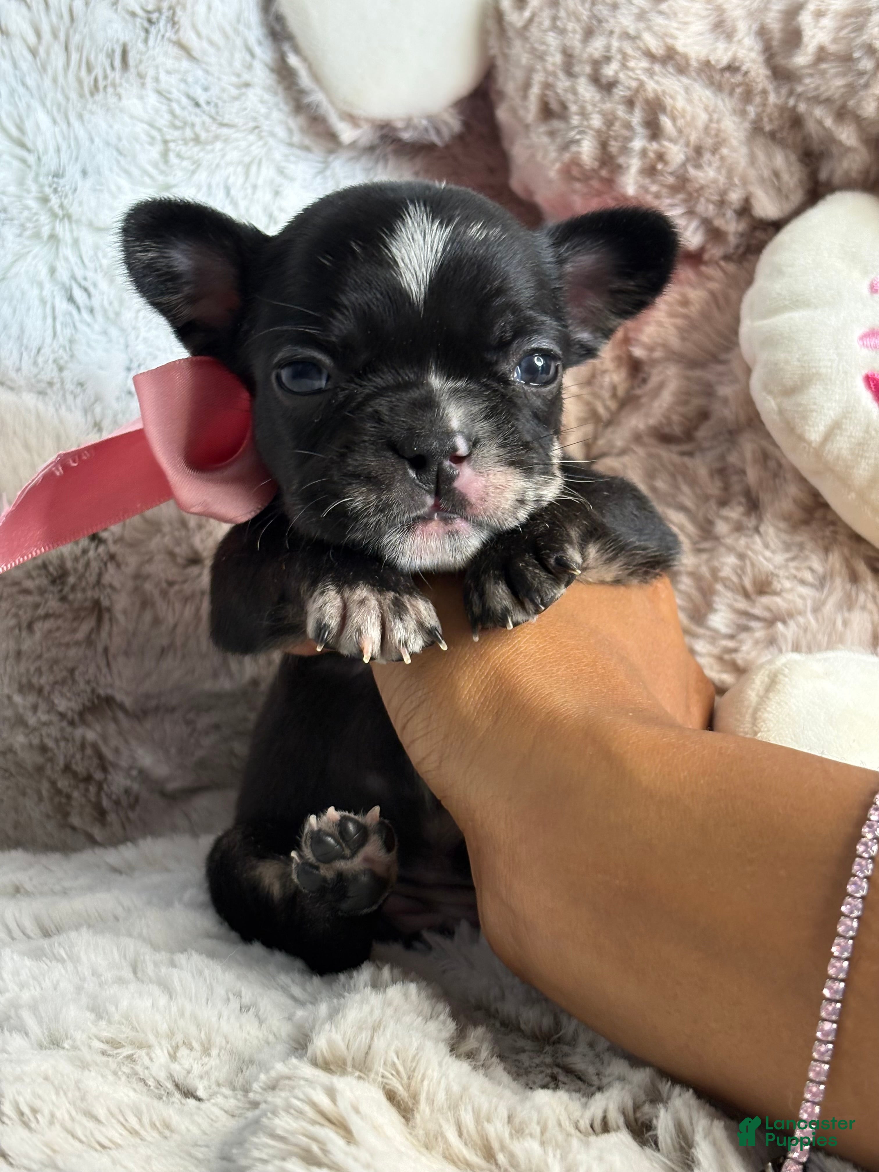 French Bulldog dogs Jude - Ad 1