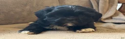 Shih Tzu dogs for sale: Russell  - Ad 4