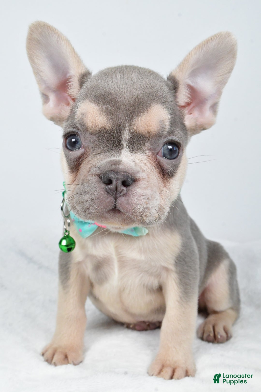 French Bulldog dogs for sale: Emily  - Ad 9