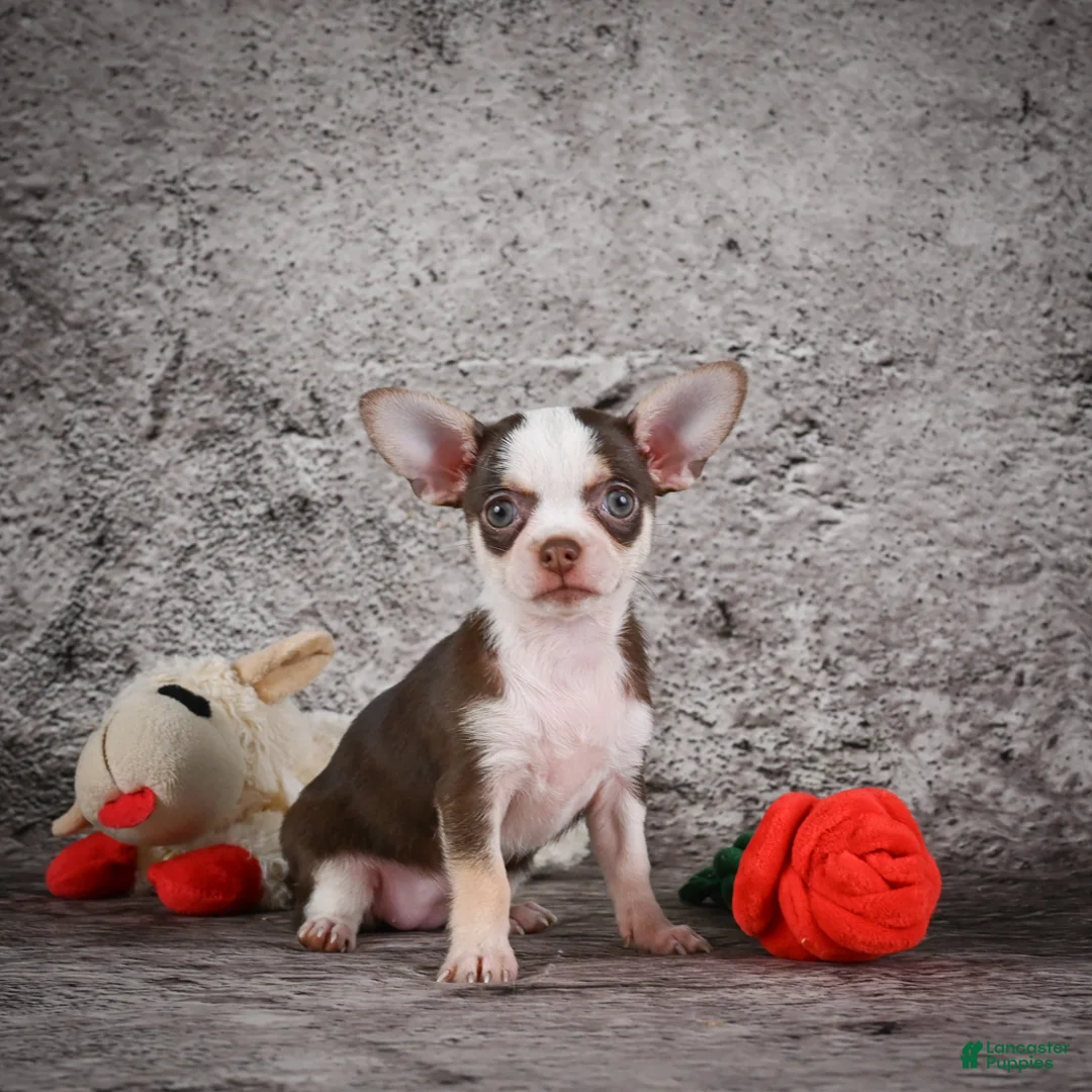 Chihuahua dogs for sale: Zara - Ad 2
