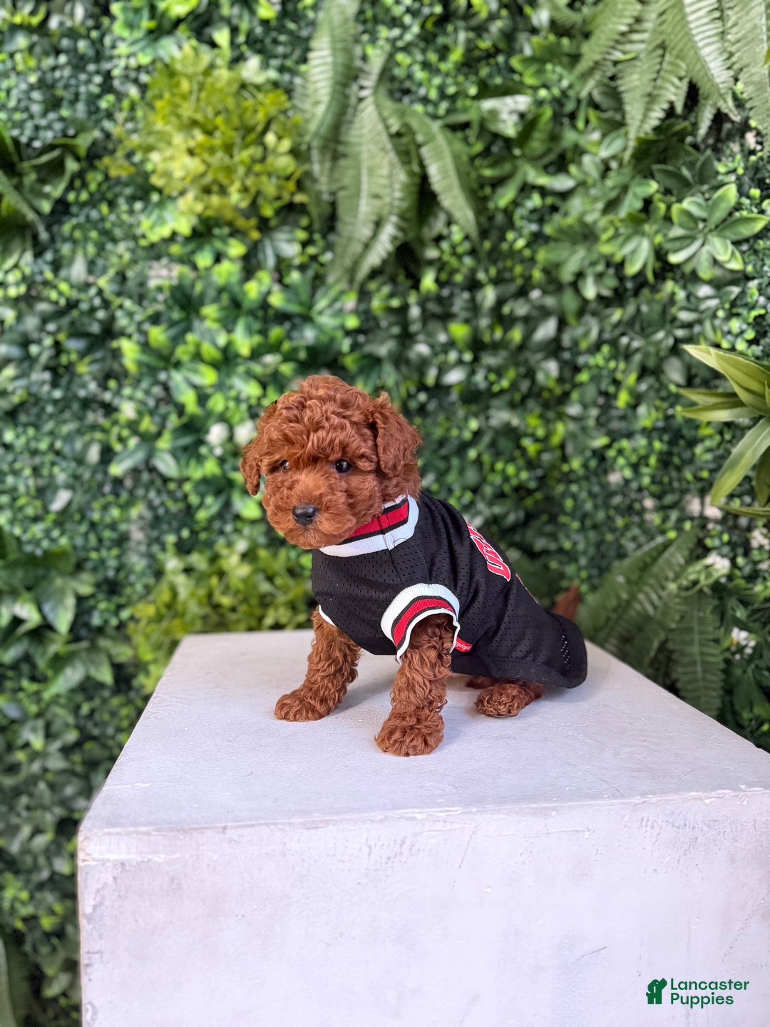 Toy Poodle dogs for sale: Tiger  - Ad 4
