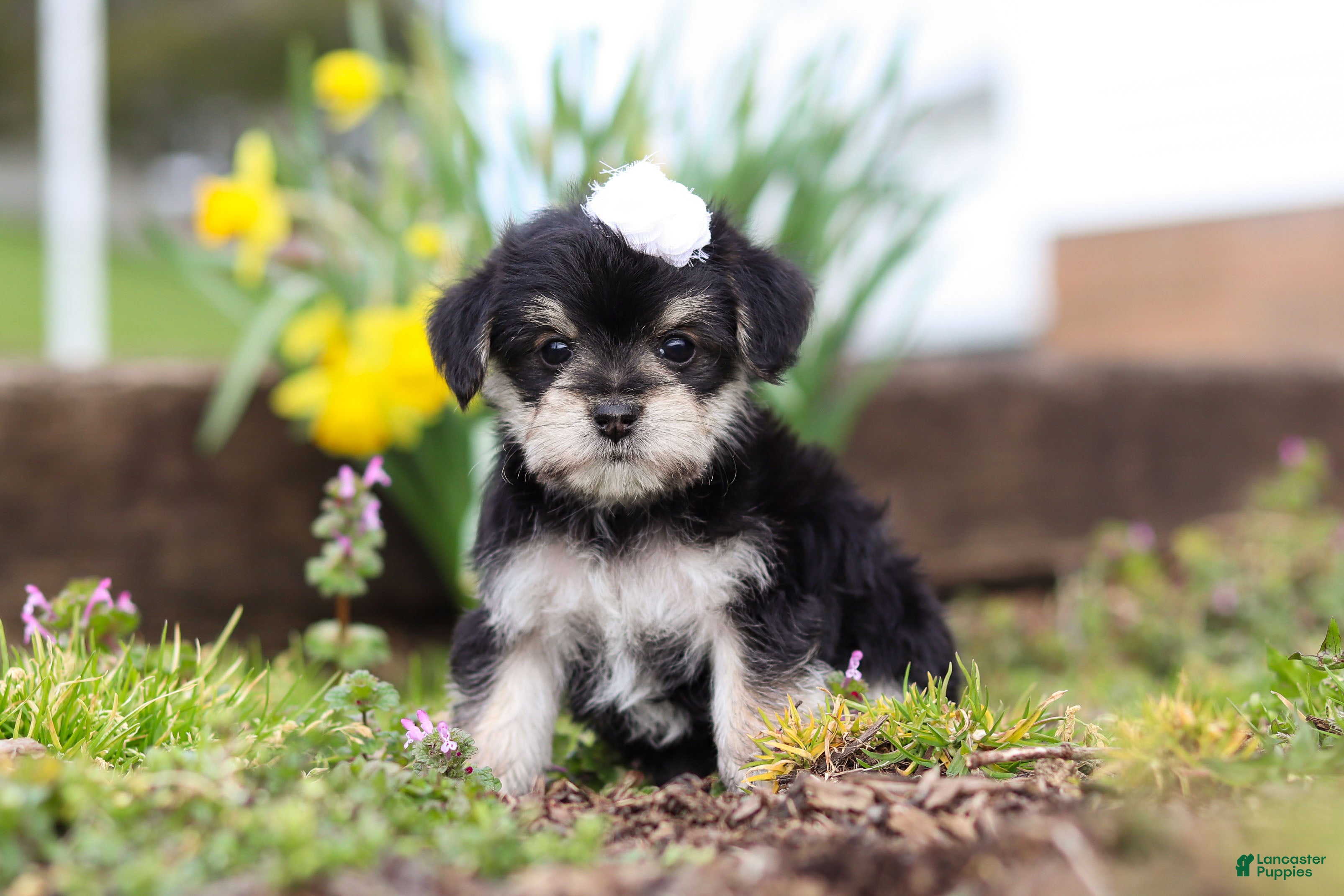 Morkie dogs Layla - Ad 2