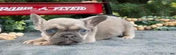 French Bulldog dogs for sale: Fresca - Ad 2