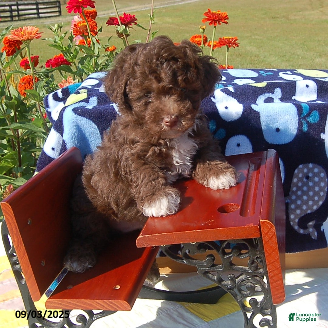 Toy Poodle dogs for sale: Bobbie - Ad 3