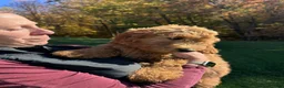 Goldendoodle dogs for sale: Cody von BridleWoof  - Ad 2