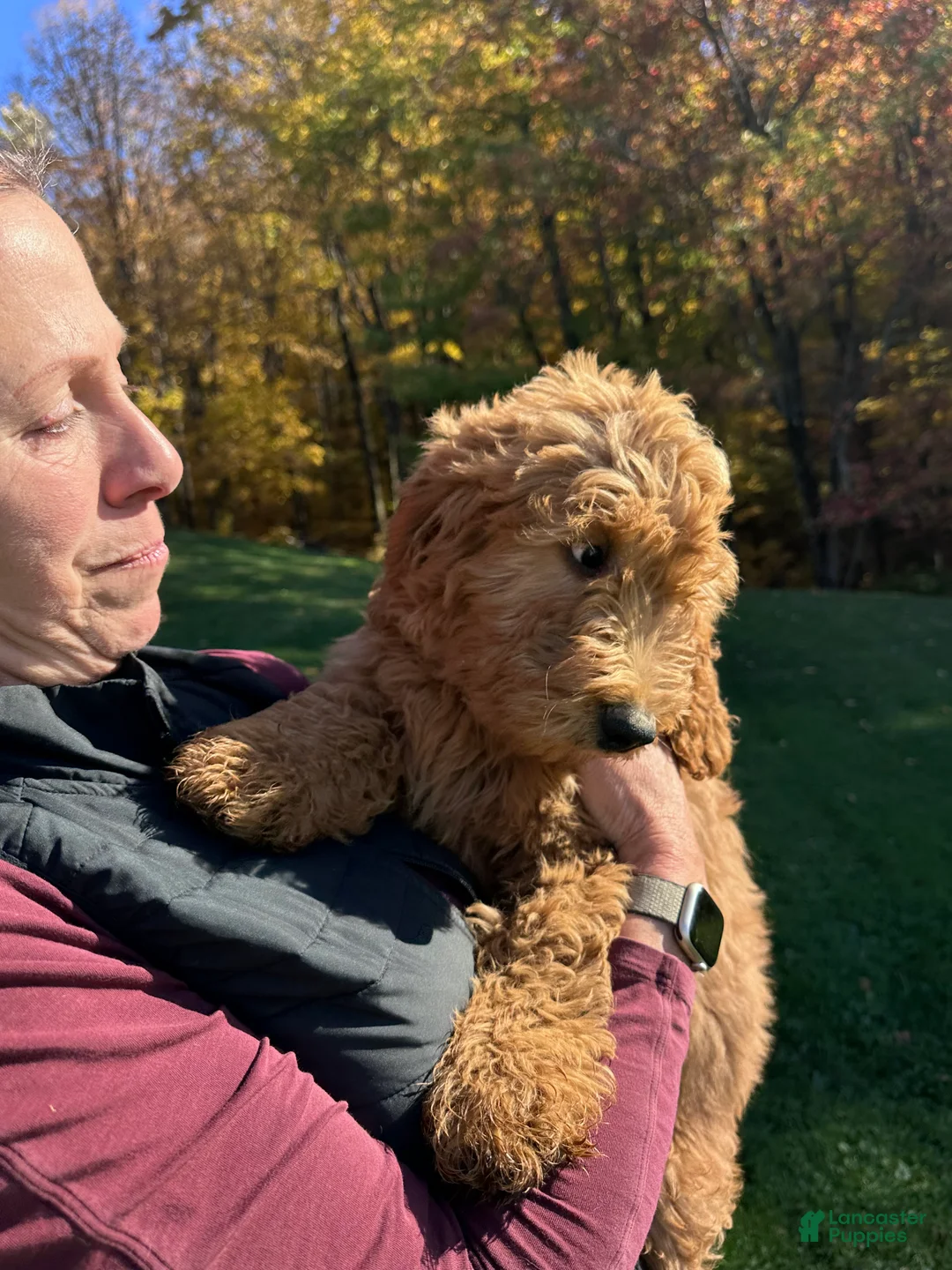 Goldendoodle dogs for sale: Cody von BridleWoof  - Ad 2