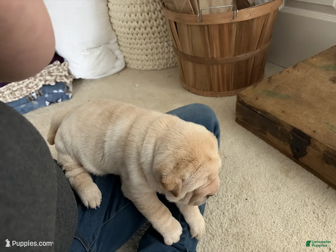 Shar Pei dogs for sale: Shar Pei Puppy 6 - Ad 1