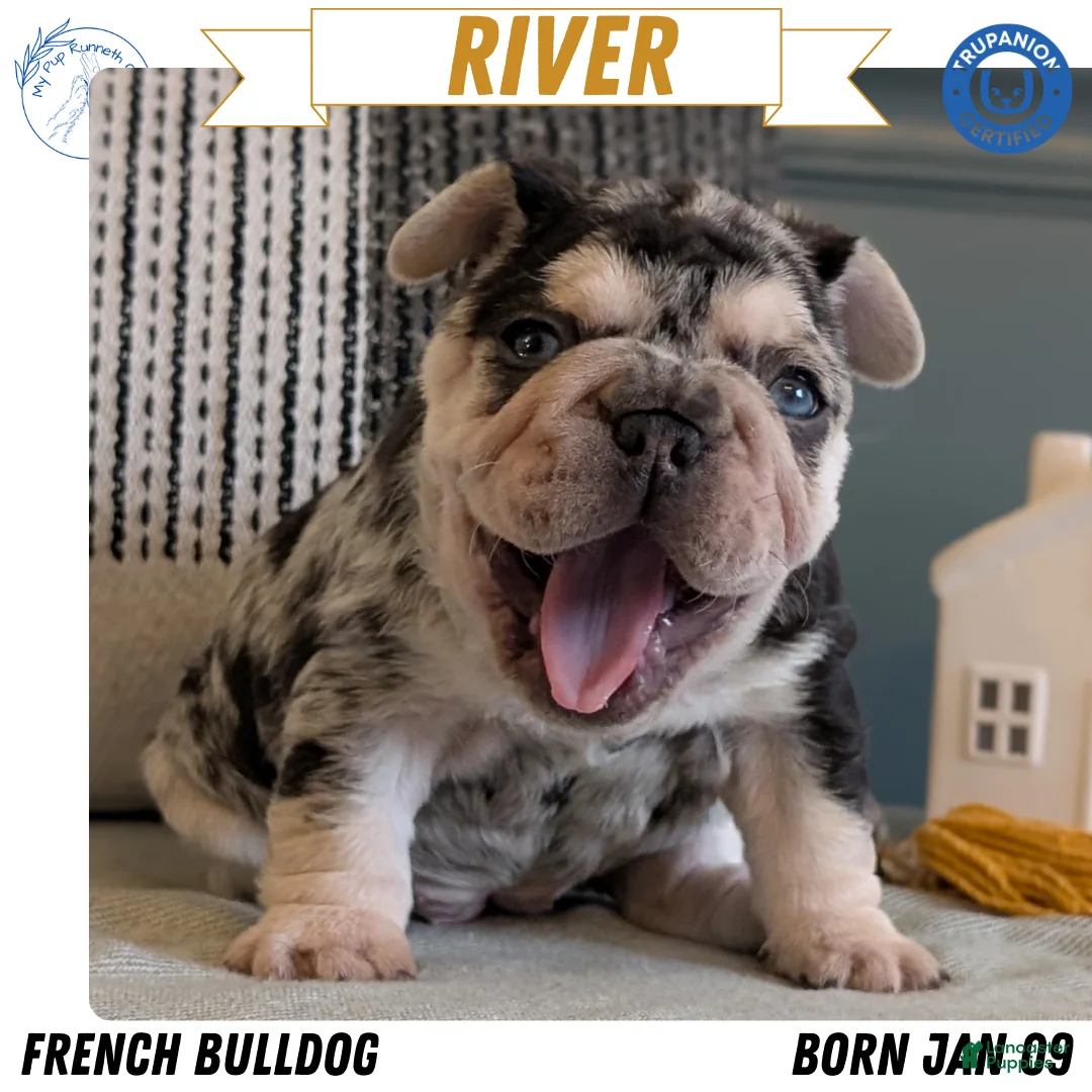 French Bulldog dogs for sale: River - Ad 1