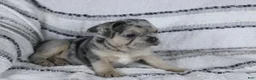 French Bulldog dogs for sale: David - Ad 4